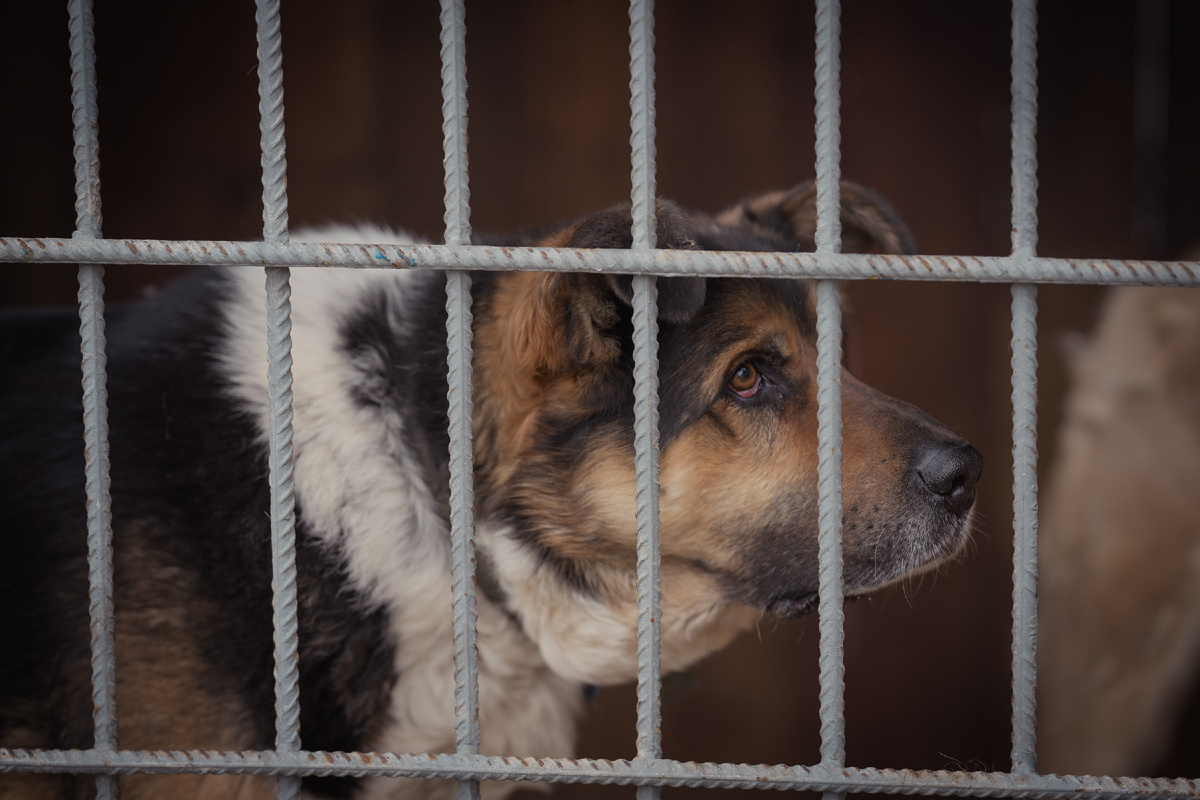 Как мне нравится этот здоровяк...