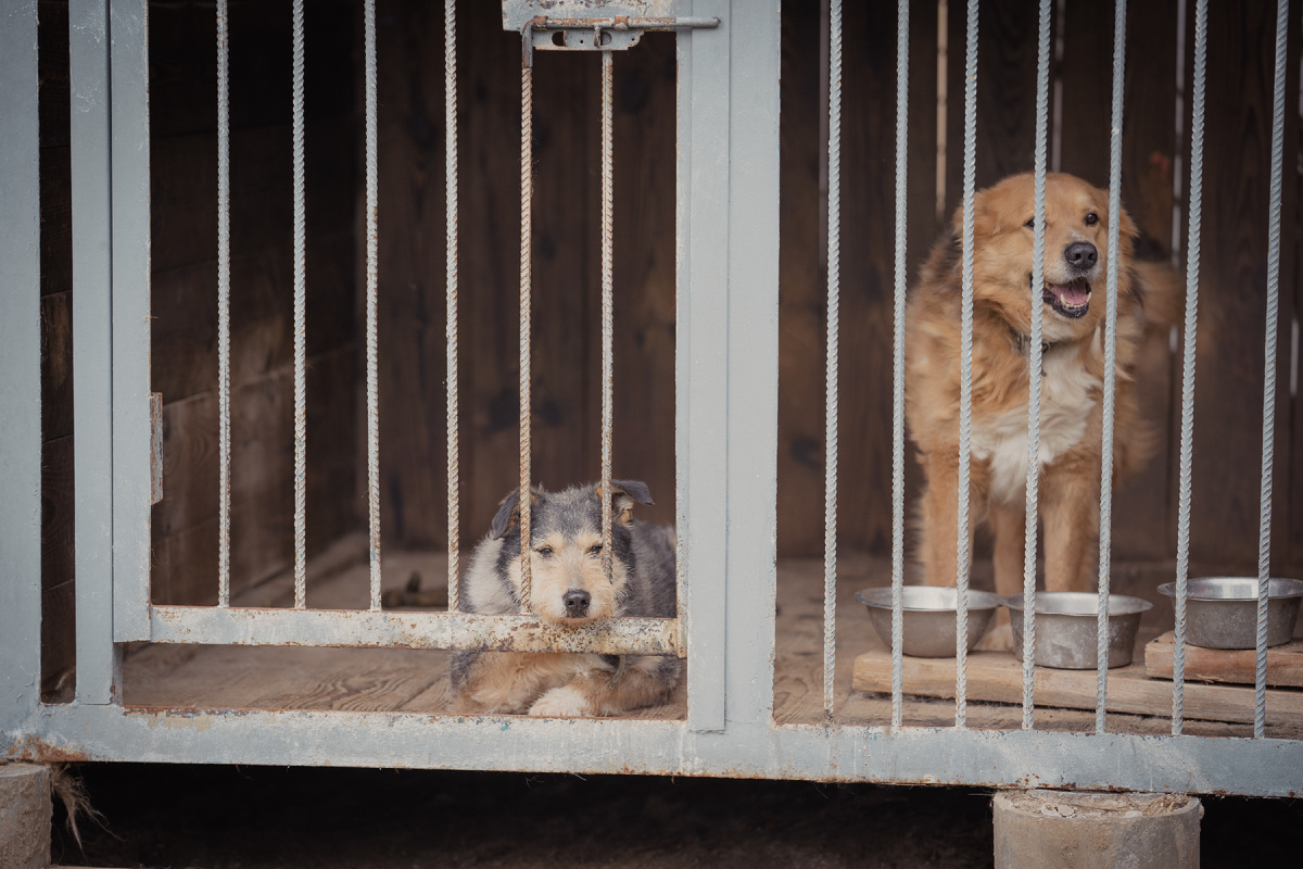 Два одиночества...