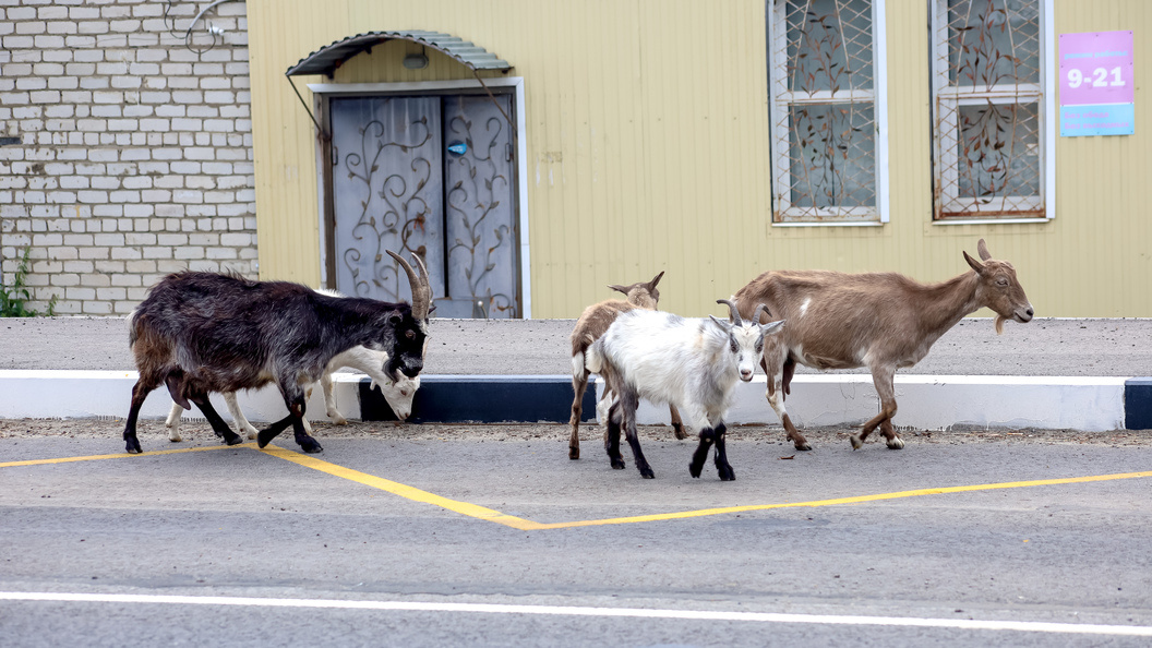    Elena Mayorova/Globallookpress