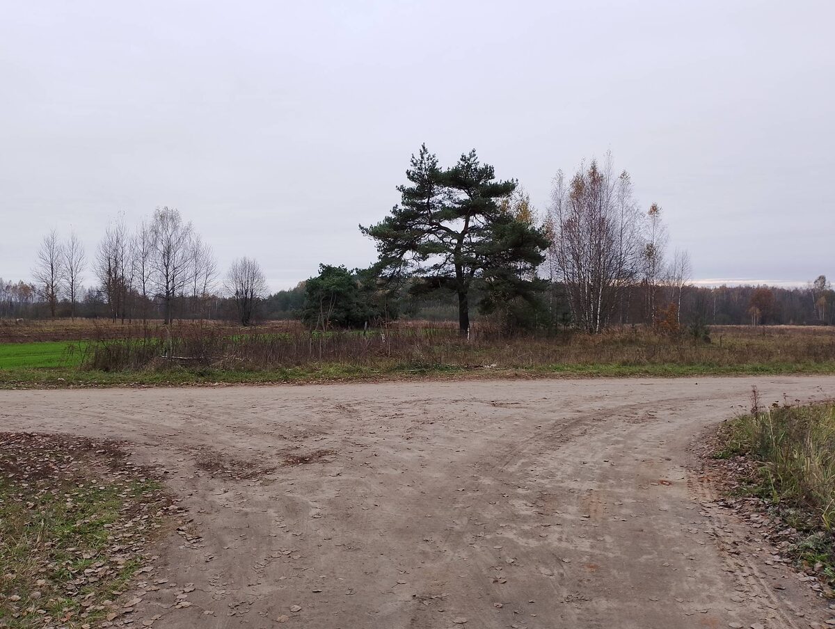 Развилка дорог? Вы куда пойдете? Направо, налево назад? А может через поле, мимо сосны прямиком через лес?