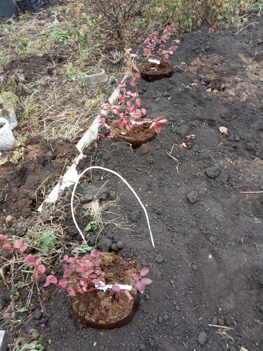 Голубика закопанная в землю , только бортики см  пять оставлены поверх земли . Торф кислый в емкостях .