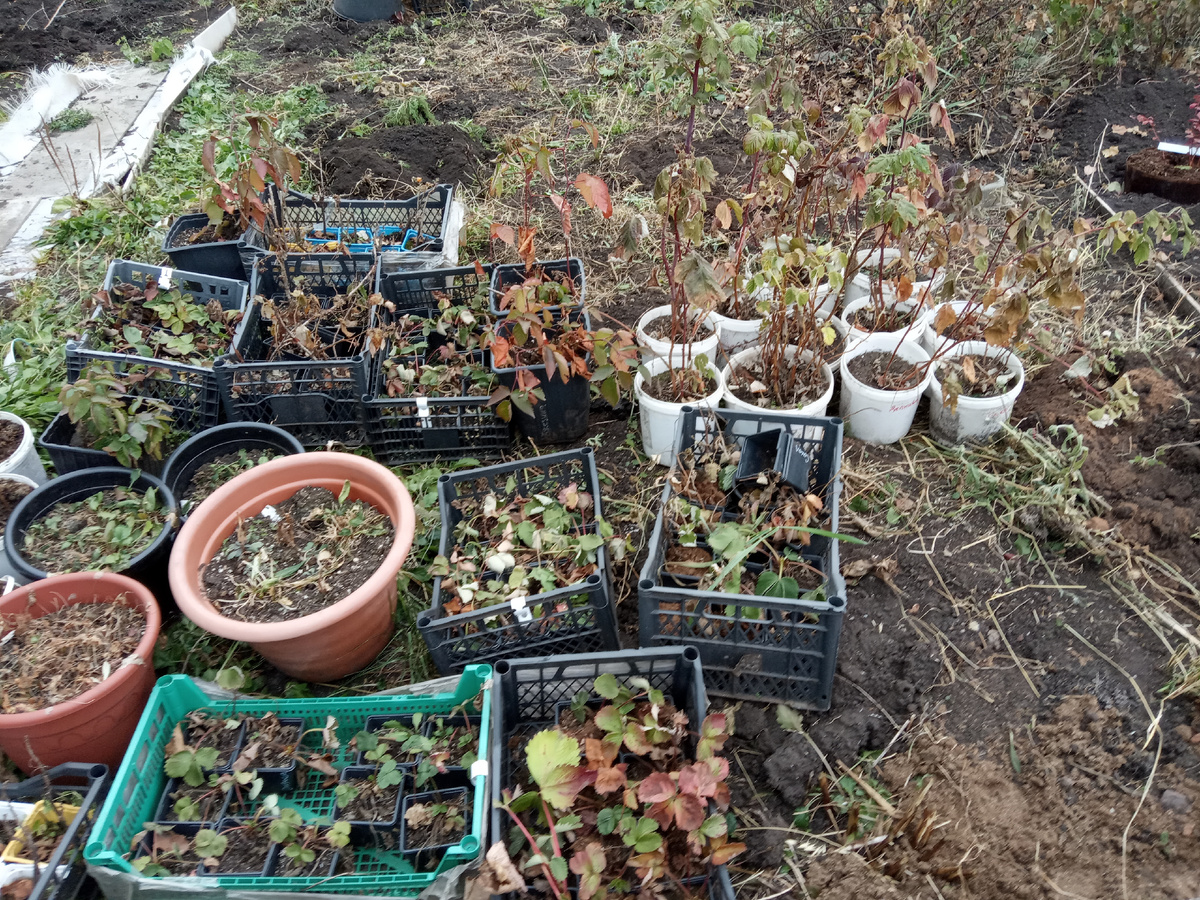 Это мой цветник , обрезала все цветы и перенесла клубнику , ежевику , малину . Место защищенное домом - чтоб лучше перезимовали .