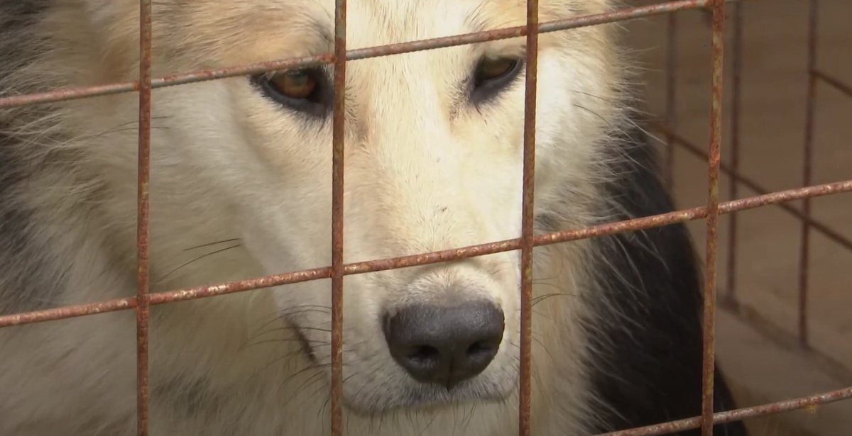    Фото: ГТРК «Карелия»