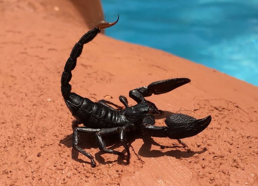 Сезон Скорпиона