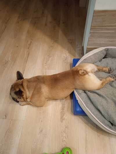 Излюбленная поза. Кстати так он лежит и без коврика.