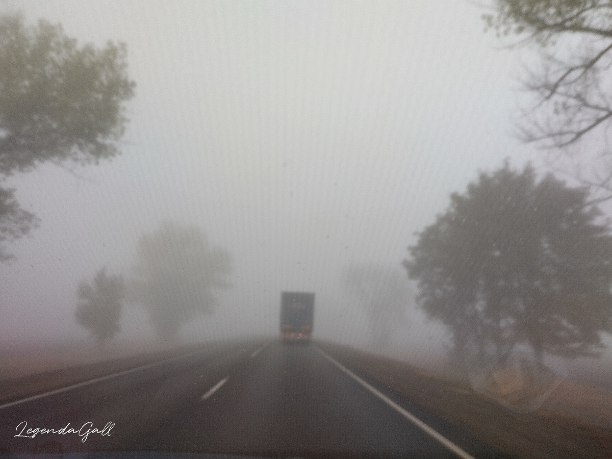 Так красиво выплывали деревья из тумана