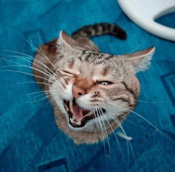 Яндекс картинки