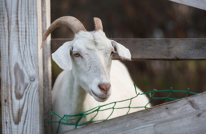    Photojuli/Фотобанк Лори