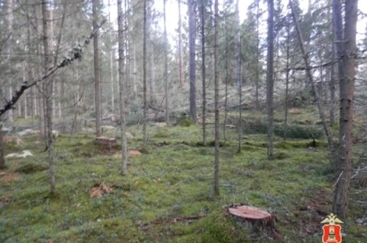    В Тверской области предприниматель незаконно нарубил деревьев на 3 млн руб.