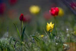 Аборигенные,наши,родные