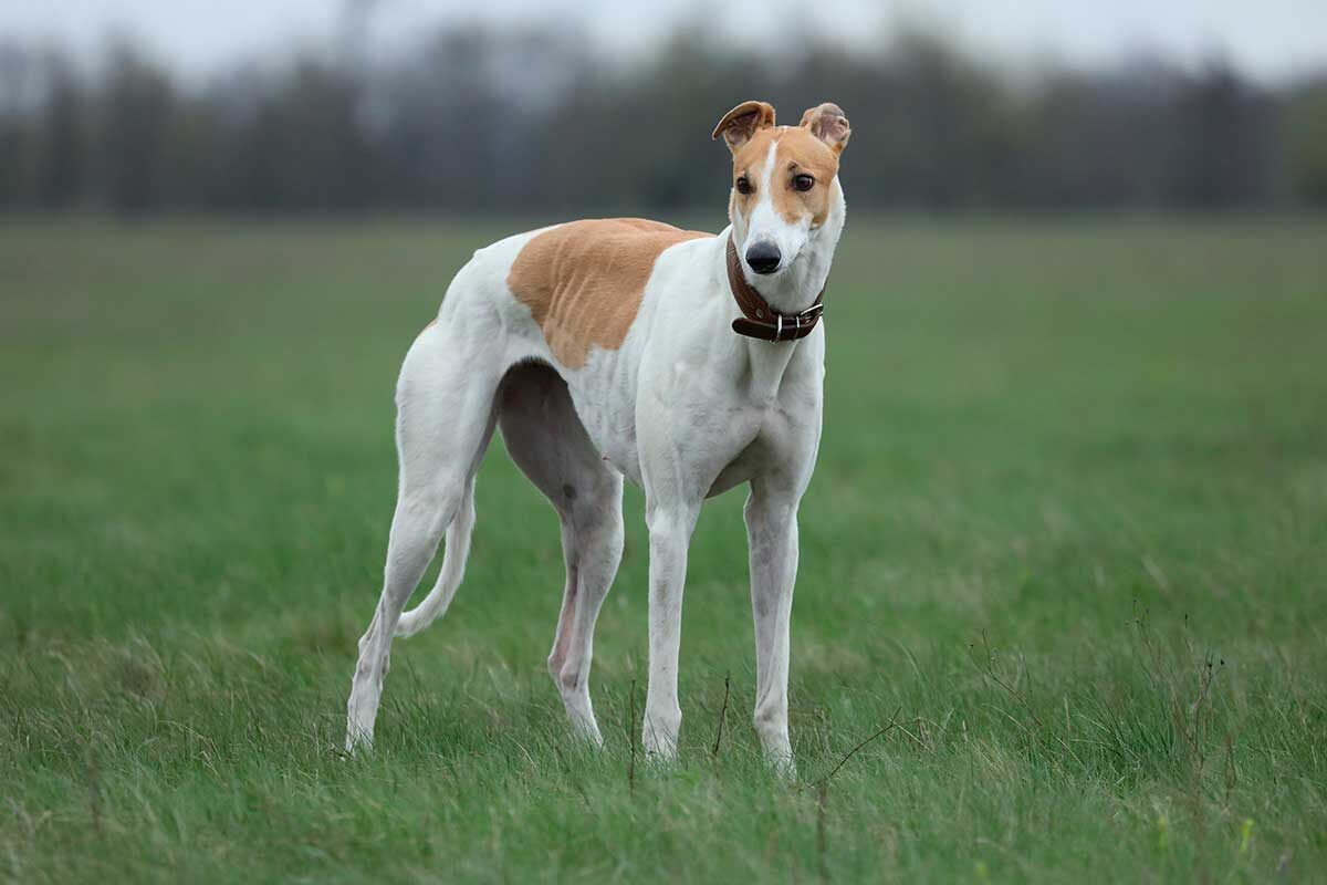 Haletska Olha / Shutterstock / FOTODOM📷Благодаря своей спокойной натуре борзые редко травмируются и сталкиваются с минимальными проблемами со здоровьем