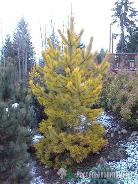 Pinus sylvestris Wintergold фото с сайта Россельхозпитомник