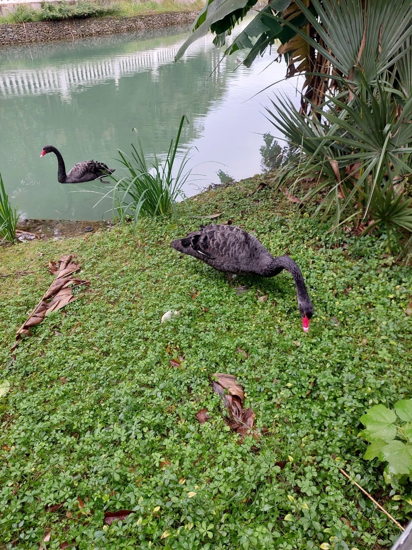 Пара лебедей. Адлер.