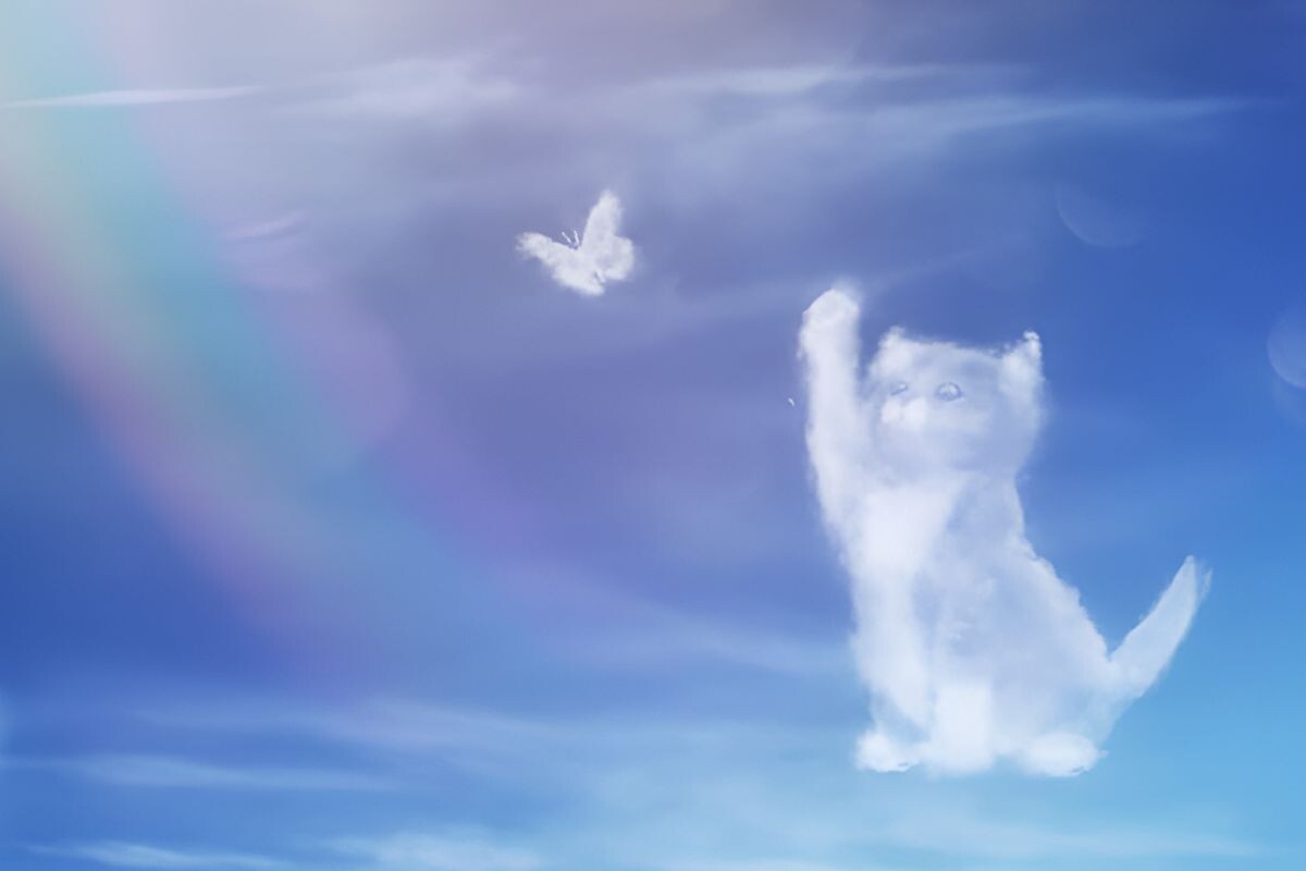 Есть ли душа у кошек