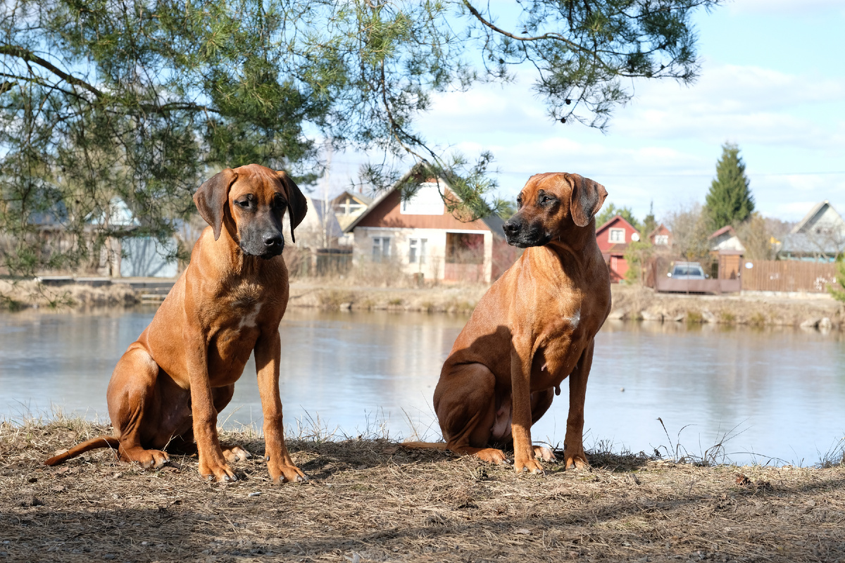 Tina Trading Gektor Grand и Tina Trading Vlasta Victoria