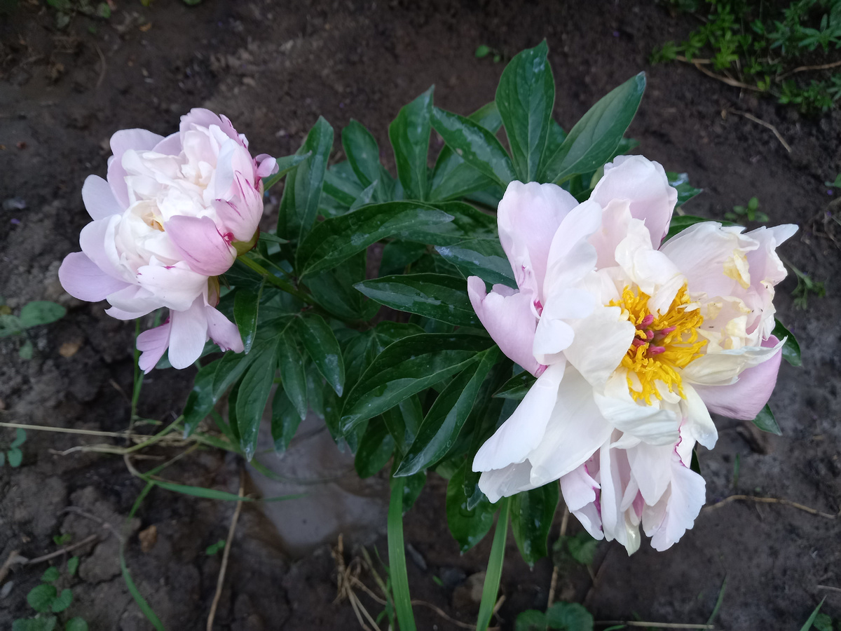 Вот он красавчик, Леди Александра Дуфф