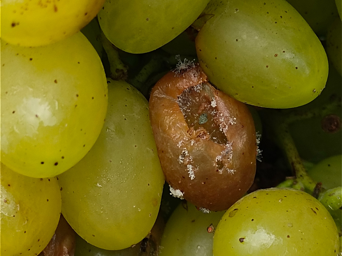 Фото из статьи 