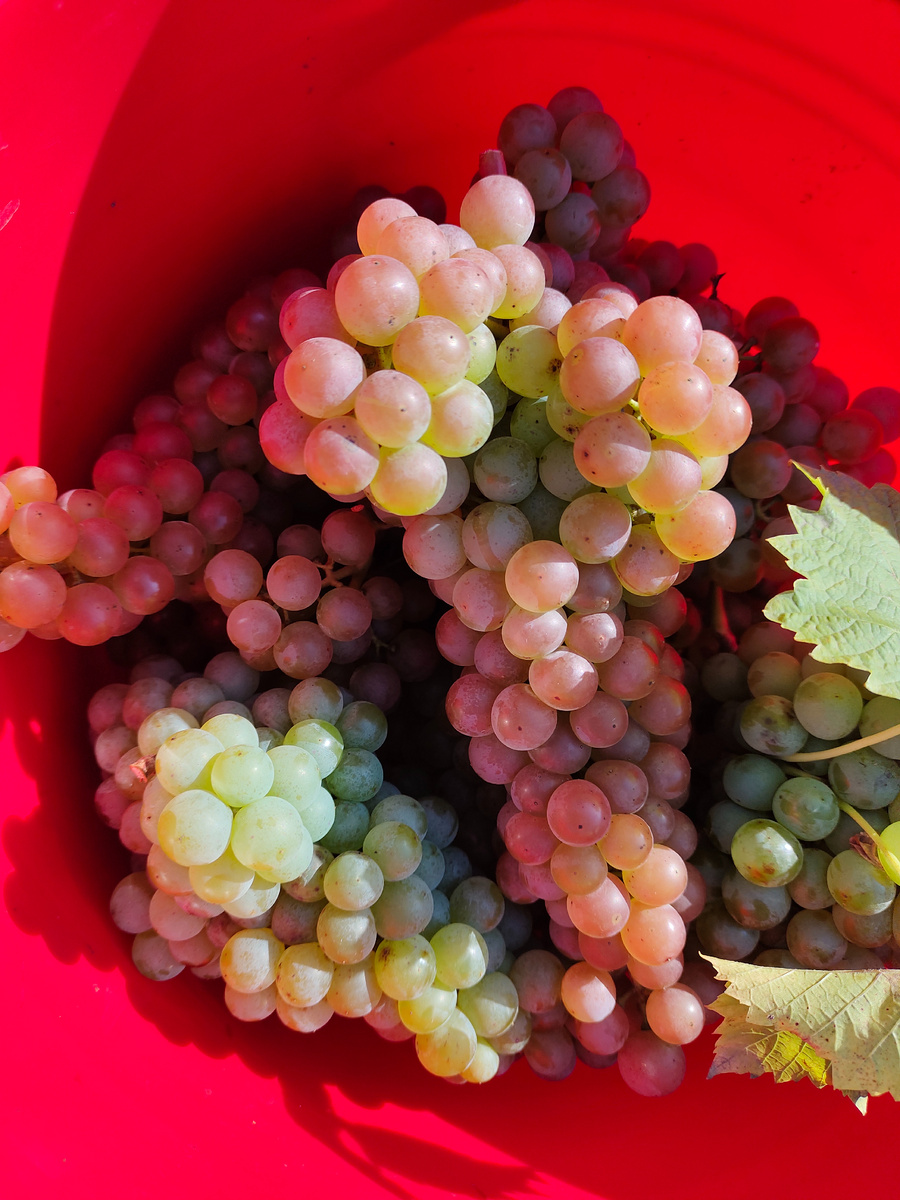 Ягоды Диаманта - осенний сбор 