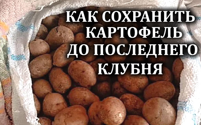 Хочу уточнить, что речь пойдет не о сохранности общего урожая с огорода, а именно о картофеле, который мы покупаем в магазине небольшими партиями для еды.