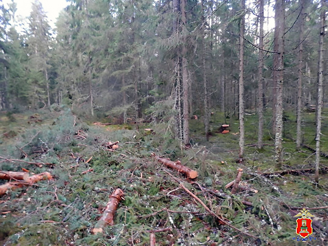 В Тверской области мужчина незаконно нарубил деревьев более чем на 3 млн рублей