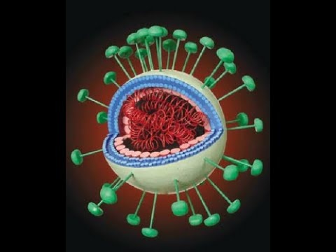 Модель коронавируса. Белки нуклеокапсидп обозначены розовым. https://i.ytimg.com/vi/OpdWcOJSbXQ/hqdefault.jpg  youtube.com