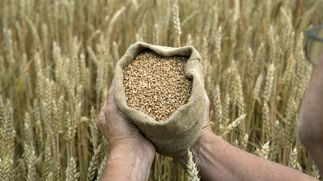    Nikolay Gyngazov/Globallookpress