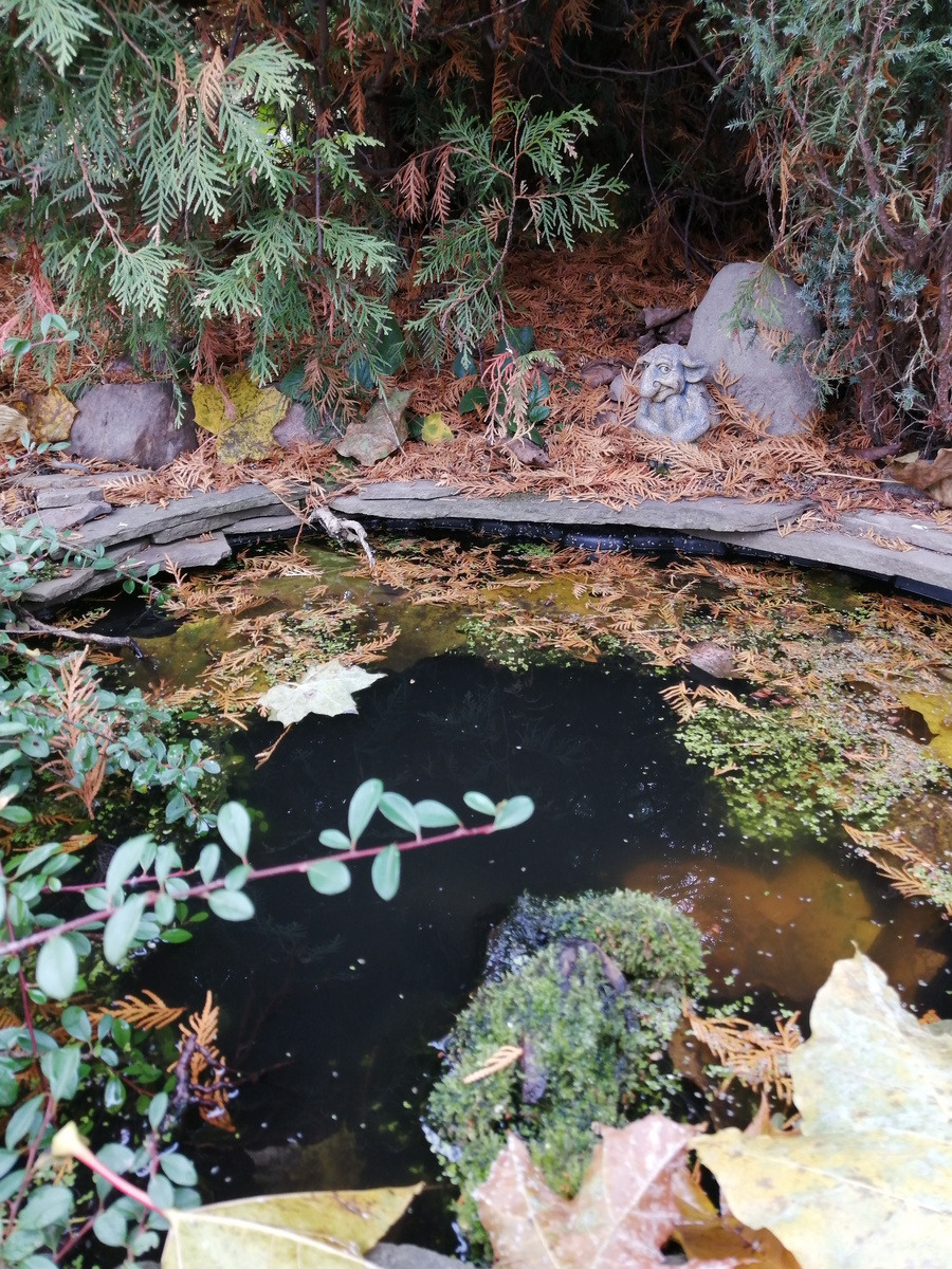 Наш прудик до начала работы. Листьев клёна туда нападало много, надо вылавливать. Тролль ехидно смотрит, наблюдает, что мы такое не ко времени затеяли. Он-то точно знает, что или кто сидит (или не сидит) в его пруду!