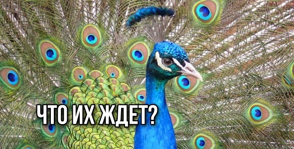 Павлины Того Самого Мэра: могут ли павлины жить в астраханском климате?