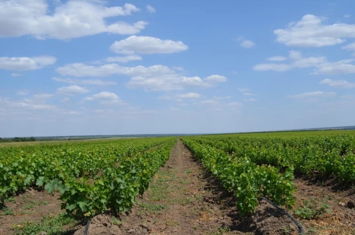    Виноделы Дагестана за полгода реинвестировали в отрасль 1,3 млрд рублей