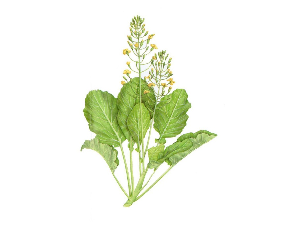 Примерно так выглядела капуста до селекции