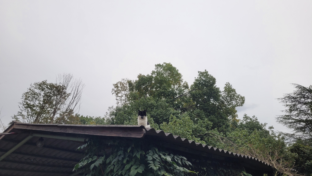 Кот Марк на крыше беседки