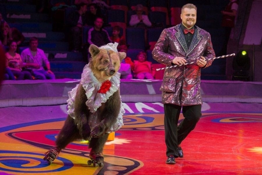 «Медвежий цирк» Филатовых. фото отсюда: https://www.circus-omsk.ru