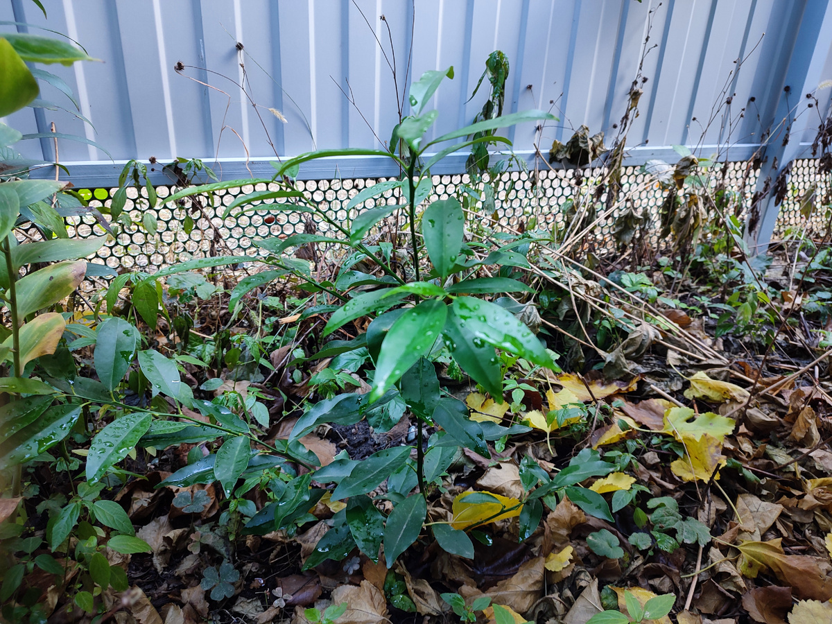 На переднем плане ярко-зелёный кумкват, на заднем- сорняки :)))