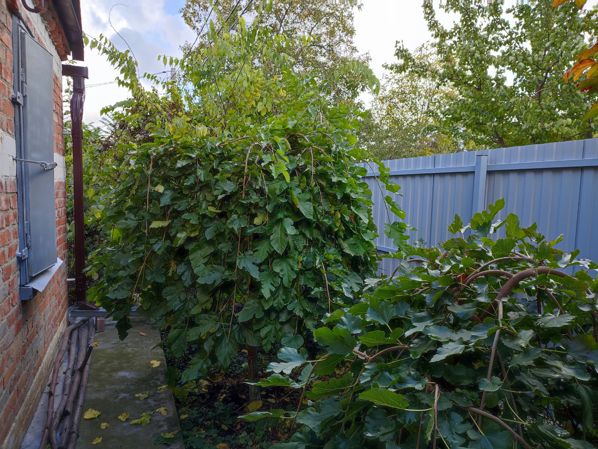 Кумкват растёт между шелковицей и забором. По высоте он около 50 см