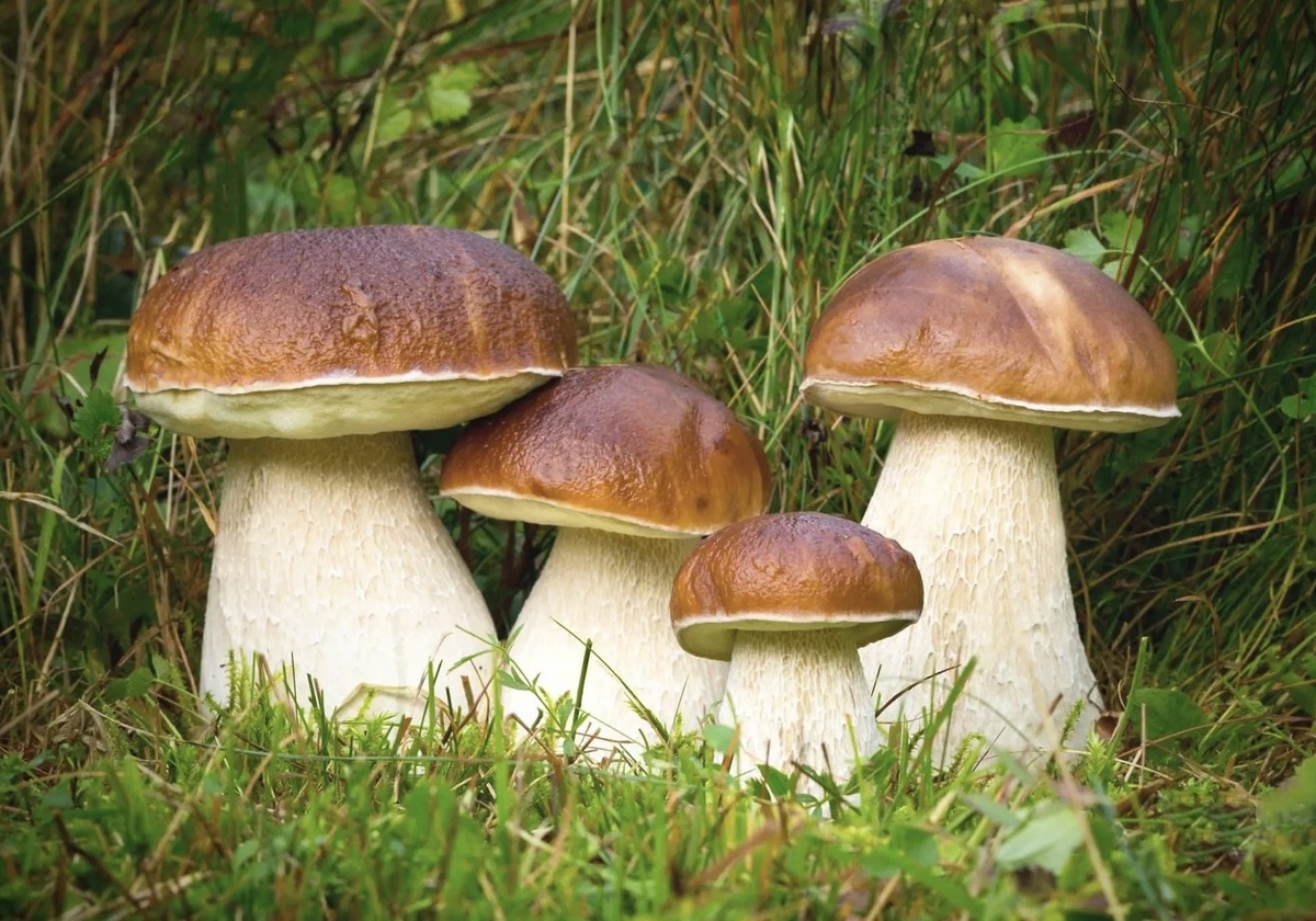 Стихотворение Грибник - Багян Тигран Валерьевич 