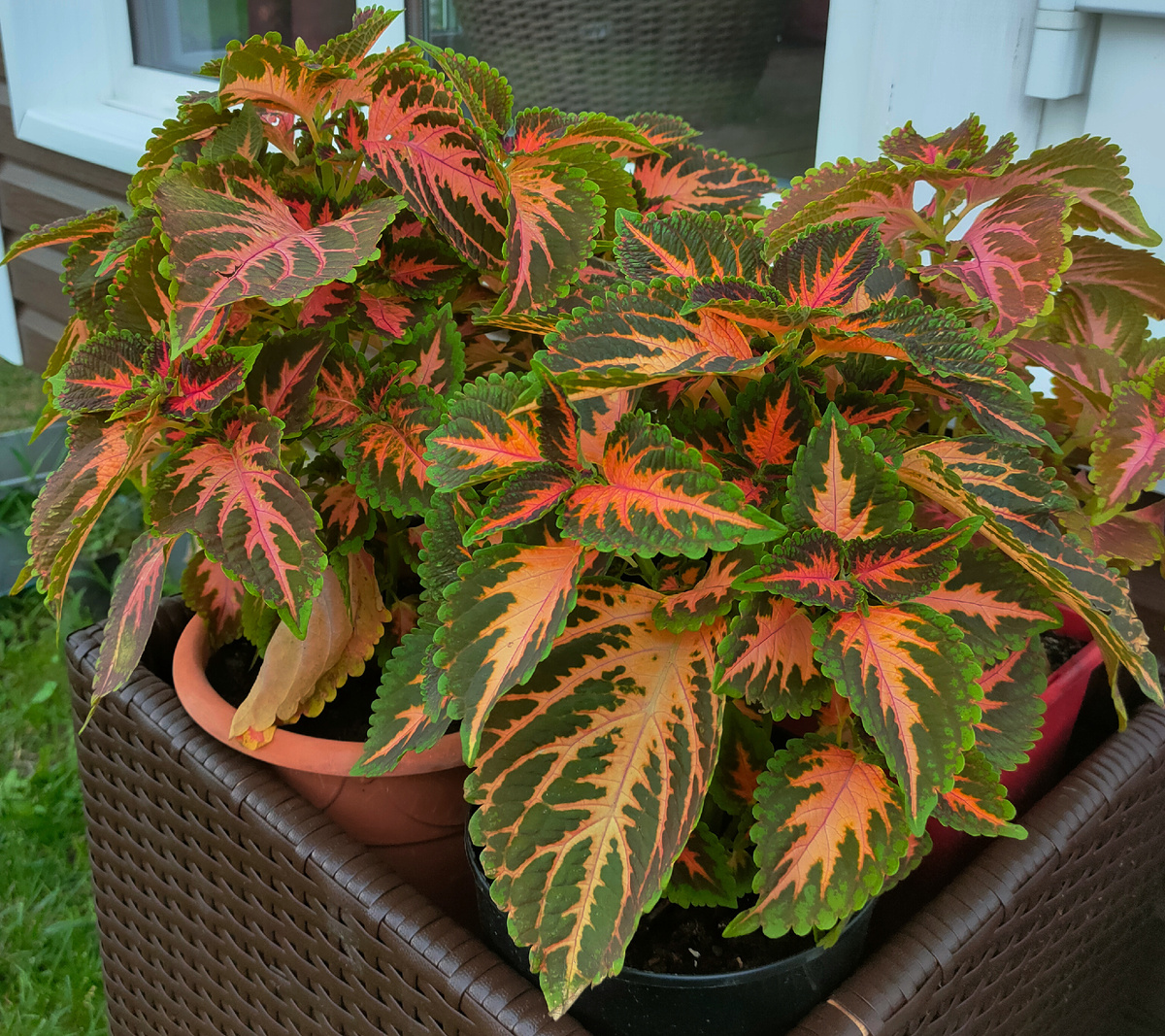 Колеус Блюме «Коралловый восход»