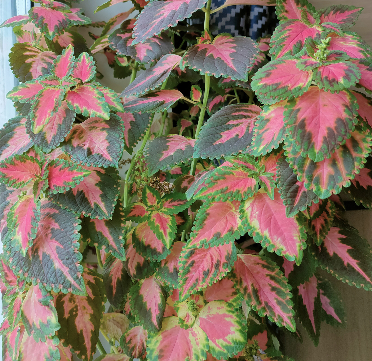 Такой же колеус, что и выше, растущий в помещении