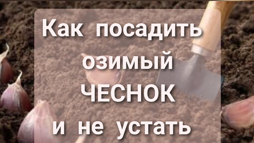 Как посадить чеснок осенью: простой и проверенный способ посадки под зиму без хлопот.