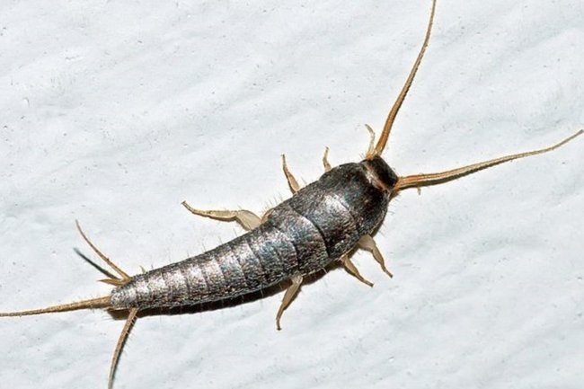    Названы способы избавиться от чешуйниц в доме