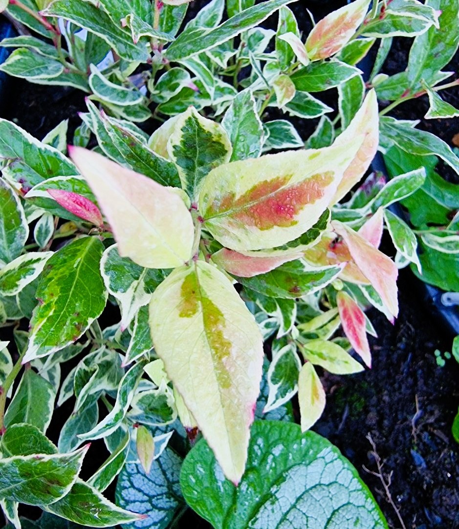 Leucothoe 'Firestar’ в моем саду. Анапа.