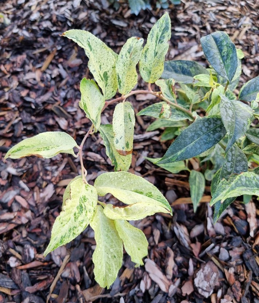 Leucothoe 'Rainbow' летом. Анапа.