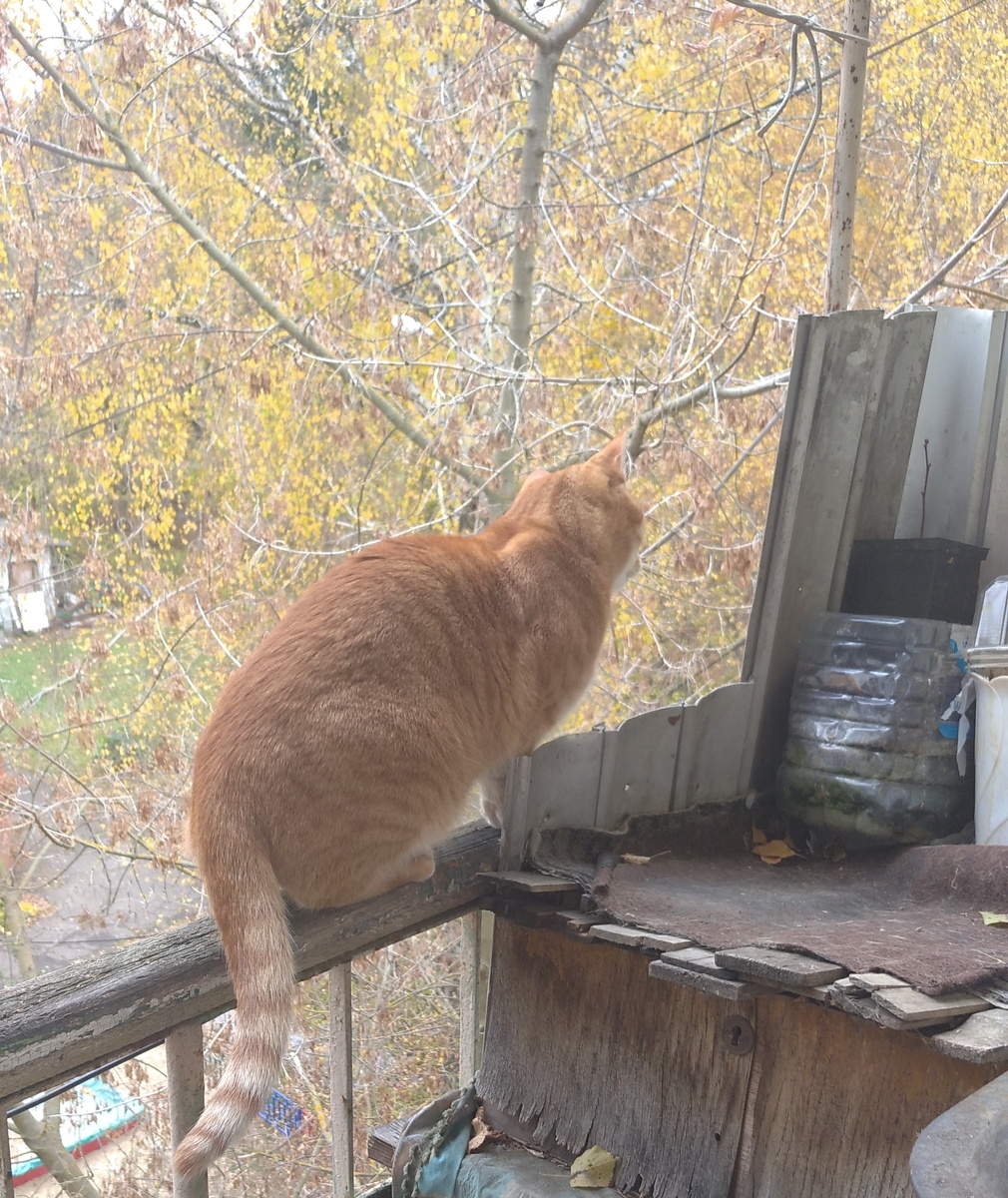 Личное фото