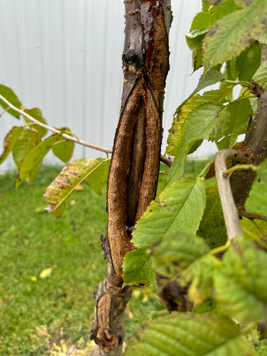 Поврежденный ствол черешни
