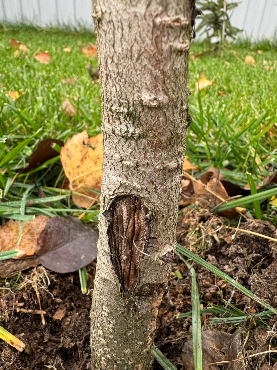 Морозобоина на моей груше 