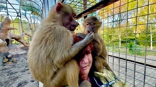 Люся со Степой ПРОСТО НАКИНУЛИСЬ на нас с Владом когда мы зашли в вольер! Гамадрилы соскучились)