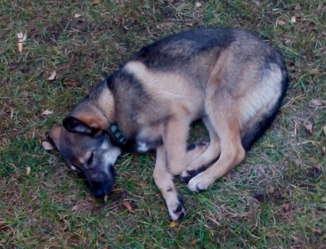 Вот такую мы нашли Руслану