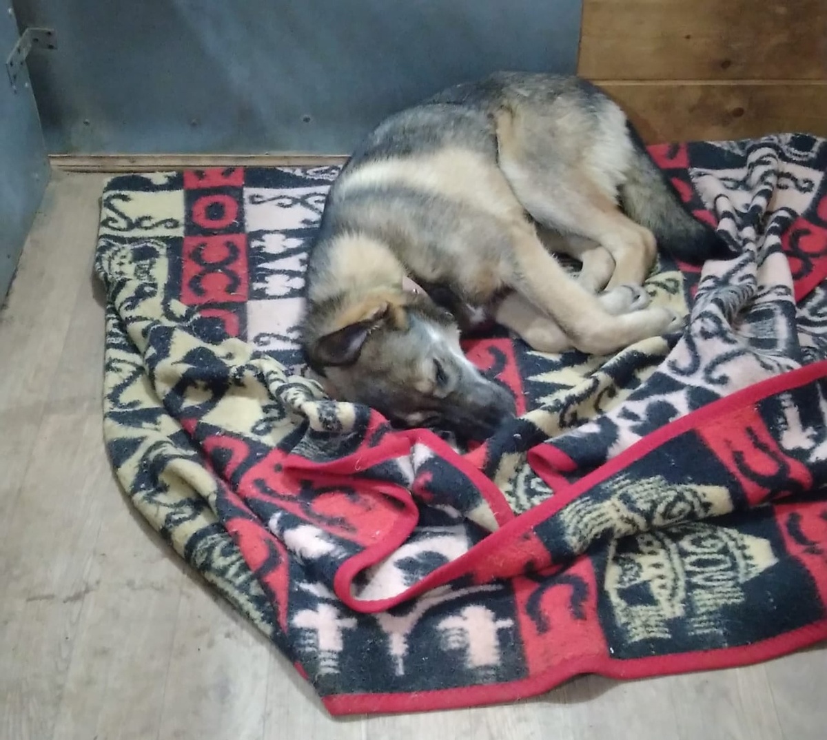 Спит в первые дни на передержке