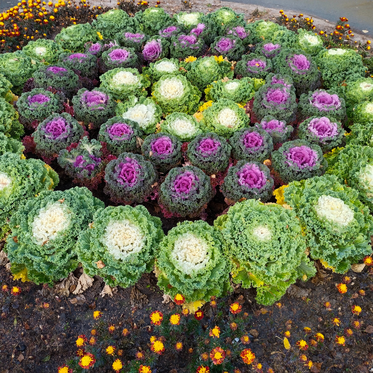  Красивая капуста.  Есть тоже можно, но редко кто решается. Фото автора канала