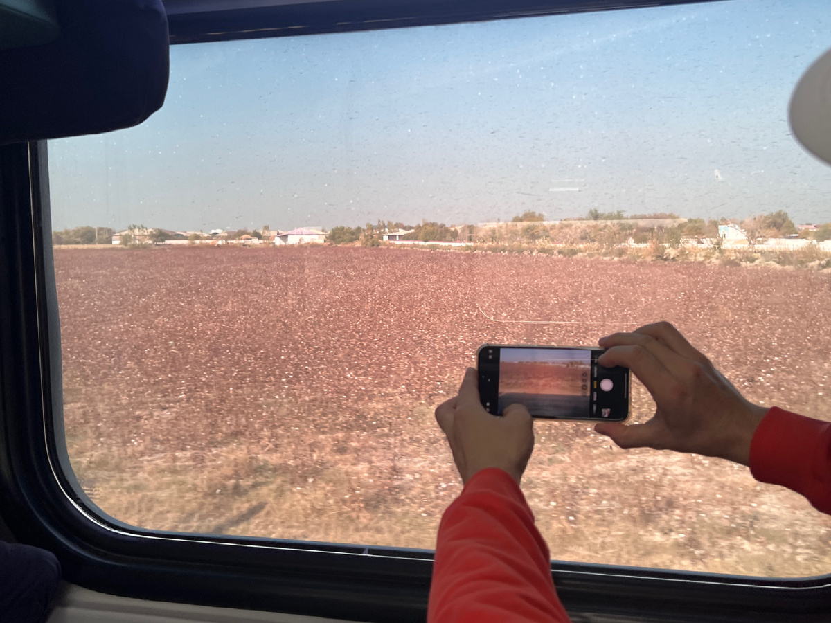 Хлопковые поля