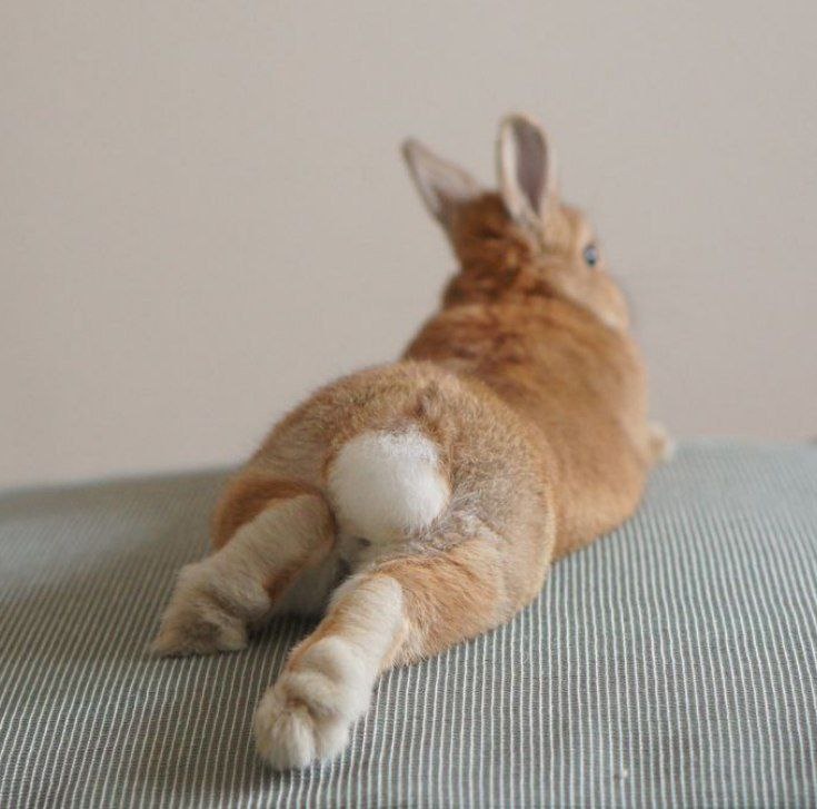 Из свободных источников сети Интернет